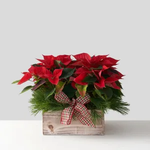 Mini red poinsettias in a Wooden Box