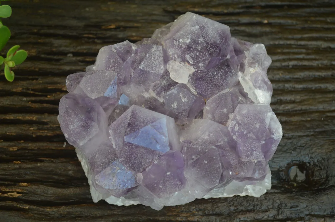 Natural Jacaranda Amethyst Clusters x 1 From Zambia