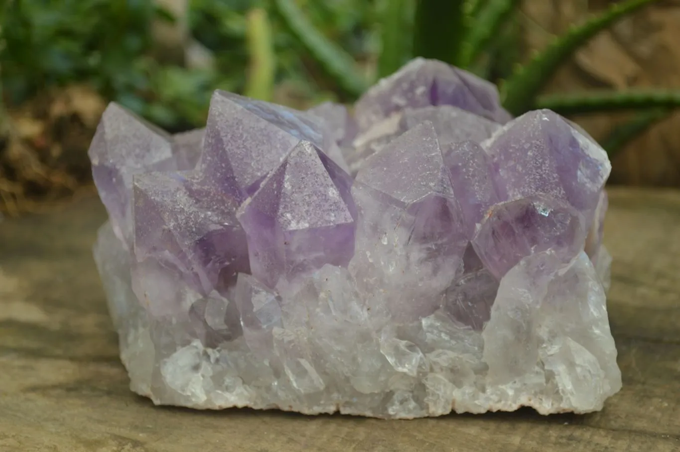 Natural Jacaranda Amethyst Clusters x 1 From Zambia