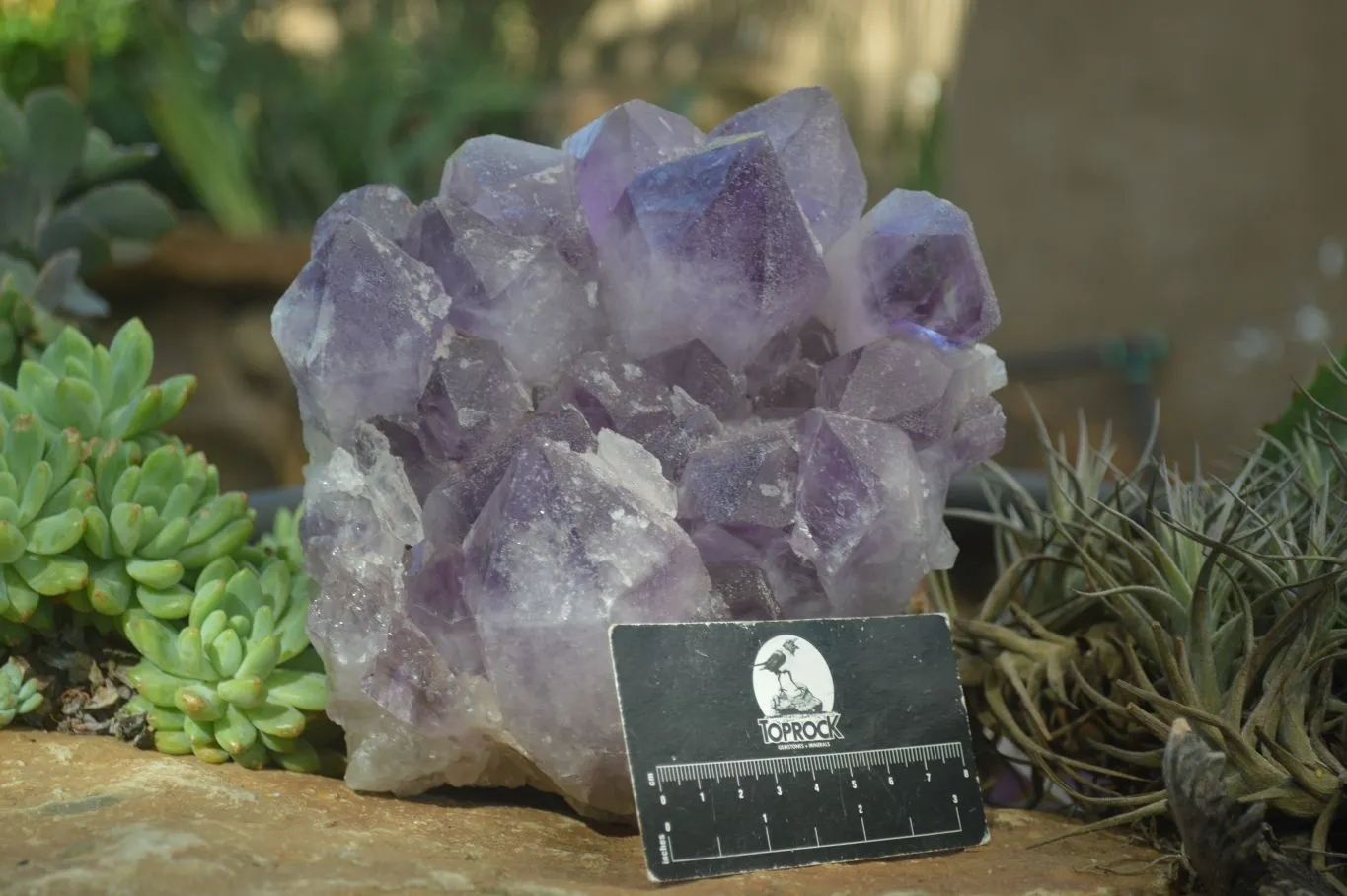 Natural Jacaranda Amethyst Clusters x 1 From Zambia