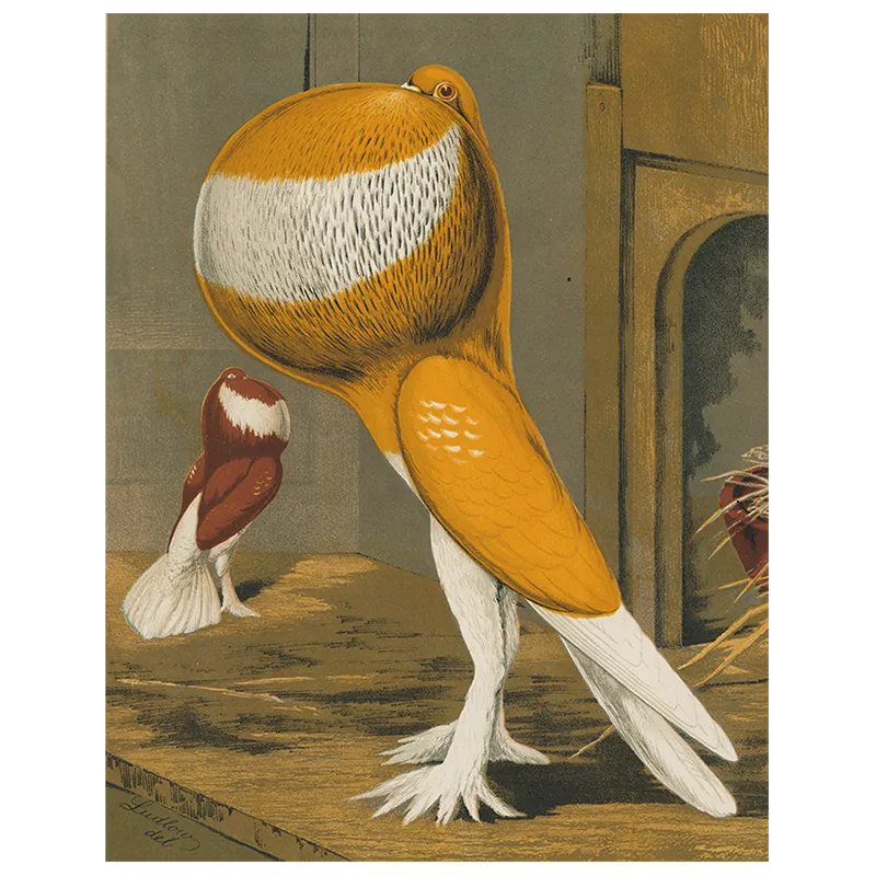 Pouter Cock Pigeon, Orange (p 28)