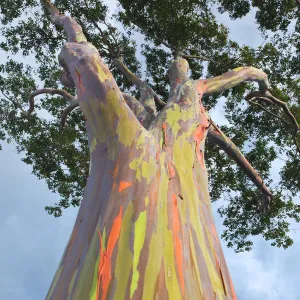 Rainbow Eucalyptus Tree -  Eucalyptus Deglupta ***Click Link In Description For Full Product View And To Order***